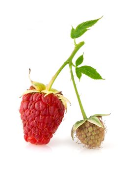 Raspberry leaves and flower