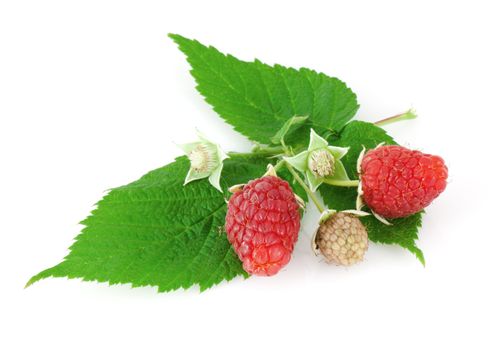 Raspberry leaves and flower