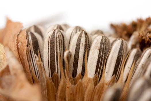 Seeds macro white background