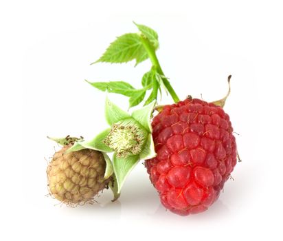 Raspberry leaves and flower