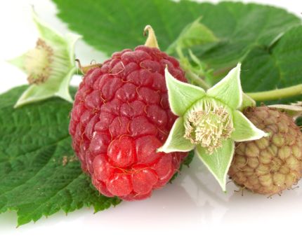 Raspberry leaves and flower