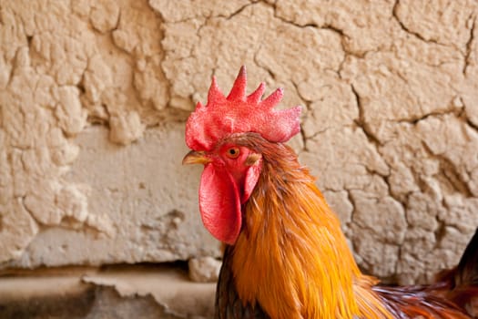 Fine looking rooster portrait 