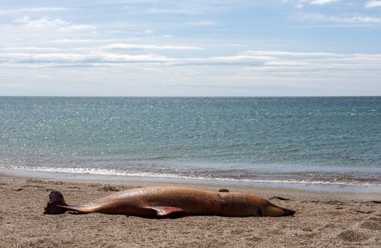 The victim Bottlenose dolphin lies on the coast