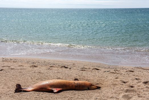 The victim Bottlenose dolphin lies on the coast