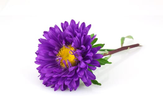 Violet flower isolated on white