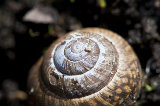 closeup on an old, damaged shell