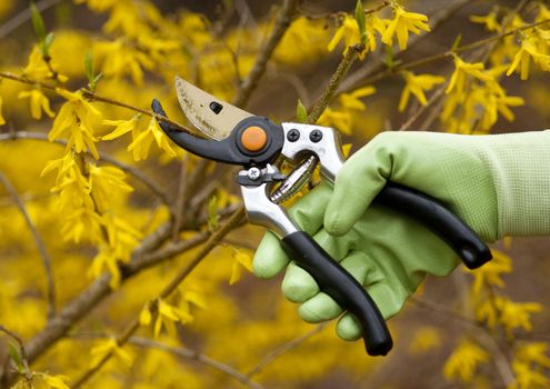 pruning shrubs with sharp pruners in the spring