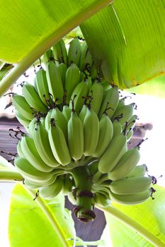 Green bananas on a tree