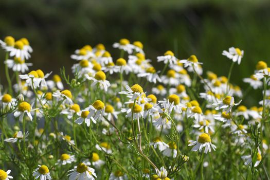 chamomile spring scene