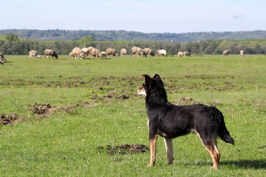 sheepdog with herd of sheep in background