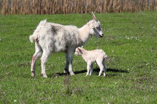 just born little goat