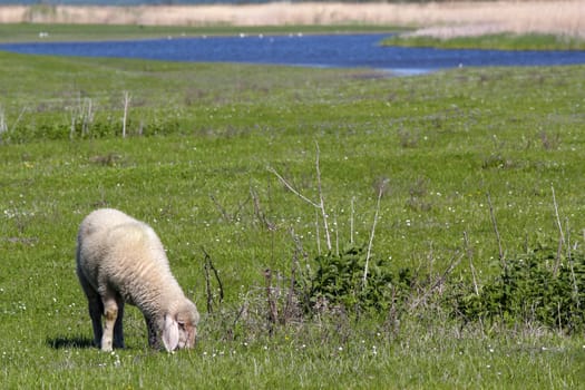 lamb on pasture