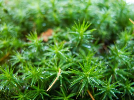 closeup of a moss in forest, green background