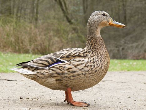 female mallard duck - Anas platyrhynchos in spring on land 