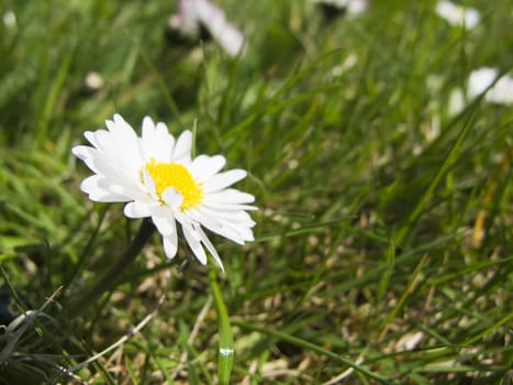 closeup of a daisy flower, bellis perennis, on a meadow