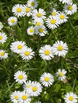 a field of daisy flowers in high angle view, background