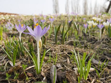 crocus in a park in spring, beautiful flowers 