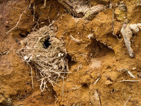 Bird nest of a wren, troglodytes troglodytes in soil between the roots of a fallen tree