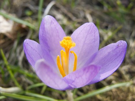 crocus in a park in spring, beautiful flowers 