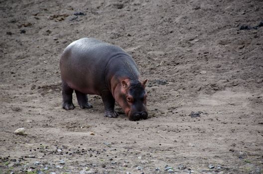 A young hippo searching for food on soil ground