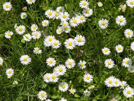 a field of daisy flowers in high angle view, background