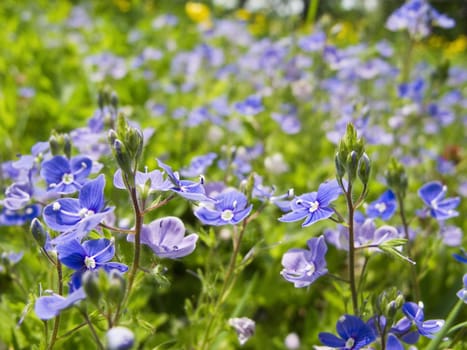 blue flower, Germander Speedwell, Bird's-eye Speedwell, Veronica chamaedrys, on a meadow 