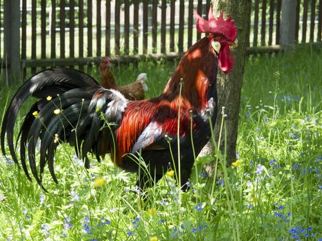 Rooster, cockerel, cock on a organic farm, agriculture