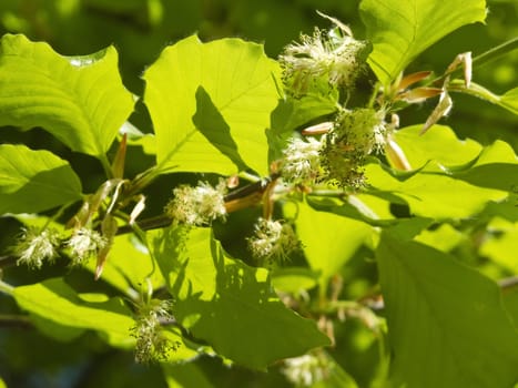 flowering beech tree in spring with green leaves in backlight