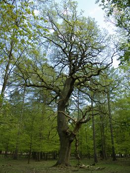 big old oak tree in a forest in spring