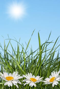 White camomile over green grass under the blue sky