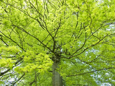 branch of yellow beech leaves in front of green forest in autumn