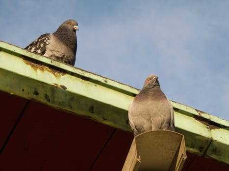A couple of street pigeons, rock doves, seen from below, Columba livia f. domestica
