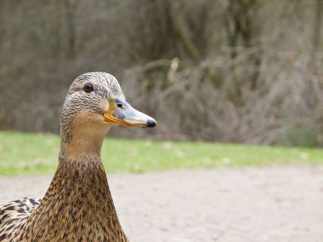 female mallard duck - Anas platyrhynchos in spring on land 