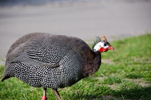 Helmeted Guineafowl, Numida meleagris, from Africa walking on grass