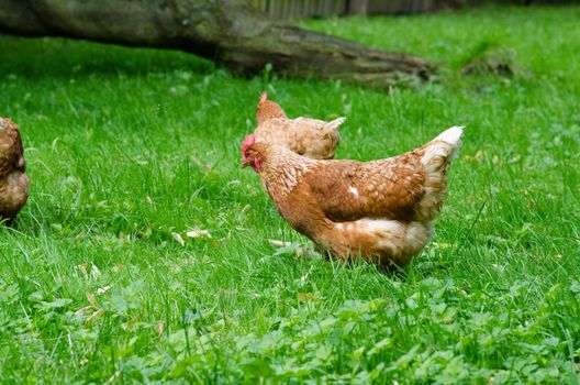Chicken raised on a organic farm searching for food in grass, agriculture