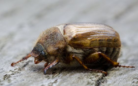 European june beetle or summer chafer, Amphimallon solstitialis, on wood