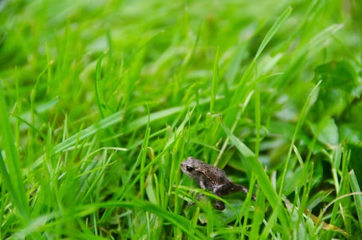 freshly metamorphosed common toad, Bufo bufo, in grass