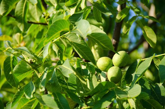 Green fruits on walnut tree, Juglans regia