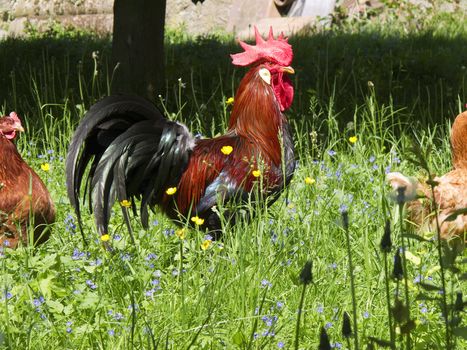 Rooster, cockerel, cock on a organic farm, agriculture