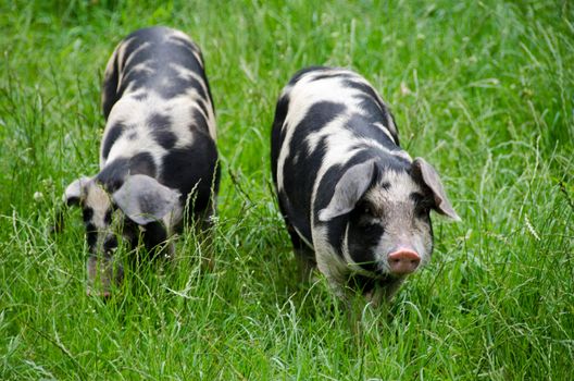 Two pigs raised on an organic farm searching for food in the grass