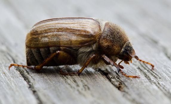 European june beetle or summer chafer, Amphimallon solstitialis, on wood