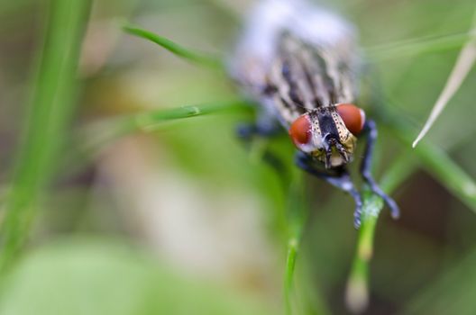 Head of a red eyed fly, a house fly from the family Muscidae after swimming in milk