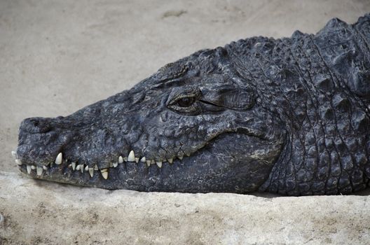 Portrait of a nile crocodile, Crocodylus niloticus, laying on stone