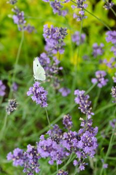 Closeup of lavender flowers, Lavandula angustifolia,with a Large White, Pieris brassicae butterfly