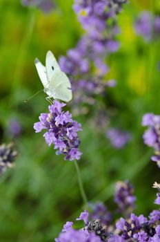 Closeup of lavender flowers, Lavandula angustifolia,with a Large White, Pieris brassicae butterfly