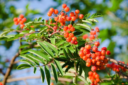 Ripe rowan fruits on the tree with blue sky background, Sorbus aucuparia