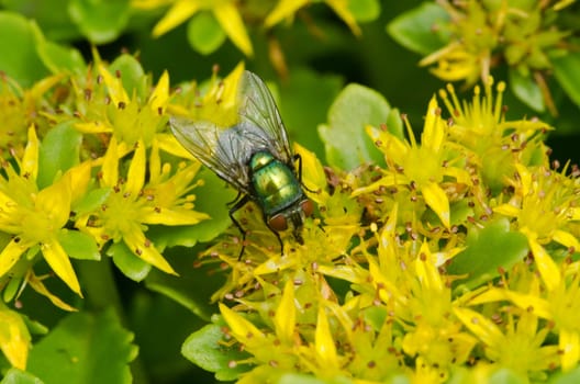 Green bottle fly from the family Lucilia on yellow flowers