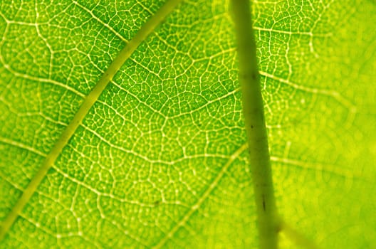 Closeup of a green leaf in backlight as background