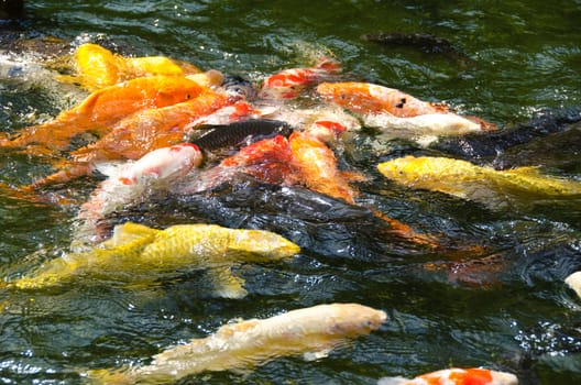 Japanese koi swimming in water and fighting for food
