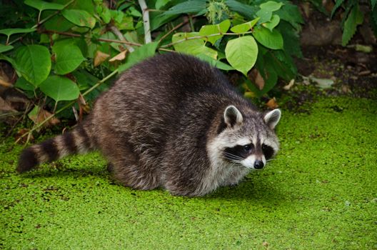 Racoon, Procyon lotor, sitting in a water pit and looking for food